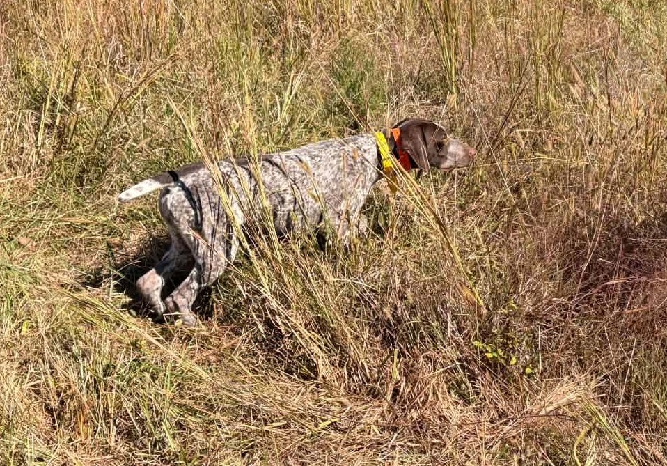 Oct 17, 2026 Dog/Puppy Work